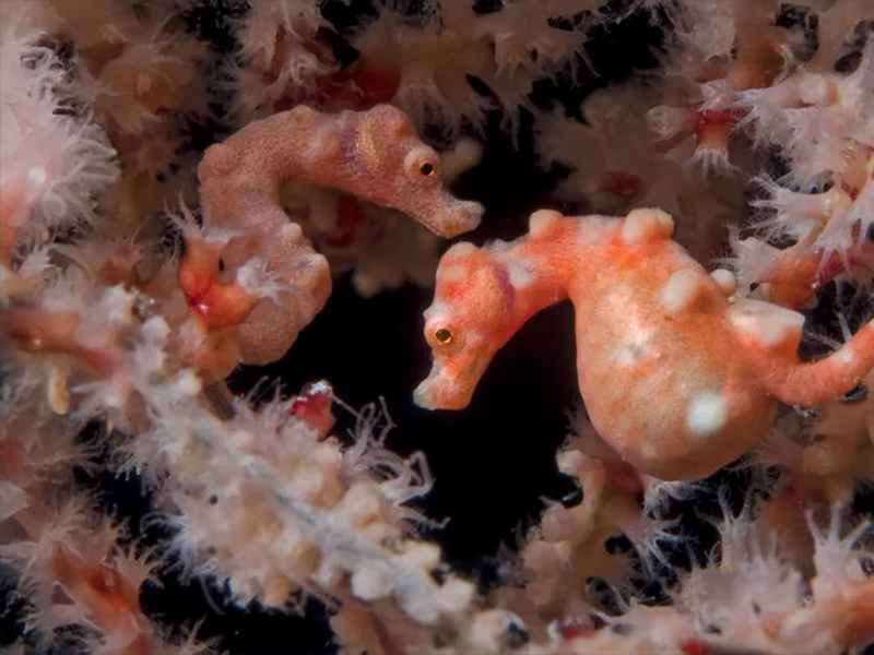 Bohol waters offer excellent macro diving. Bohol waters offer excellent macro diving.