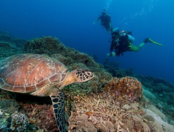 SCUBA diving in Malaysia