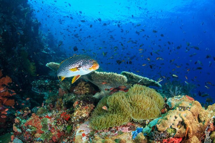 SCUBA diving in Malaysia