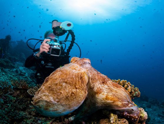 SCUBA diving in Maldives