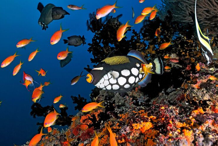 SCUBA diving in Maldives