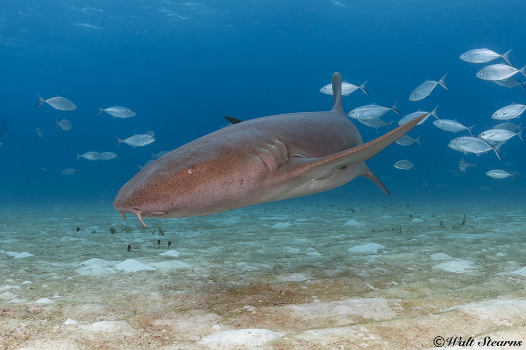 Nurse Shark Nurse Shark