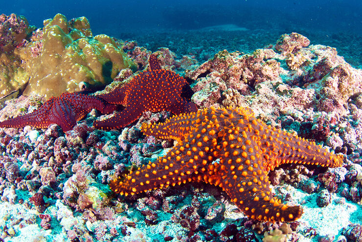 Pacific