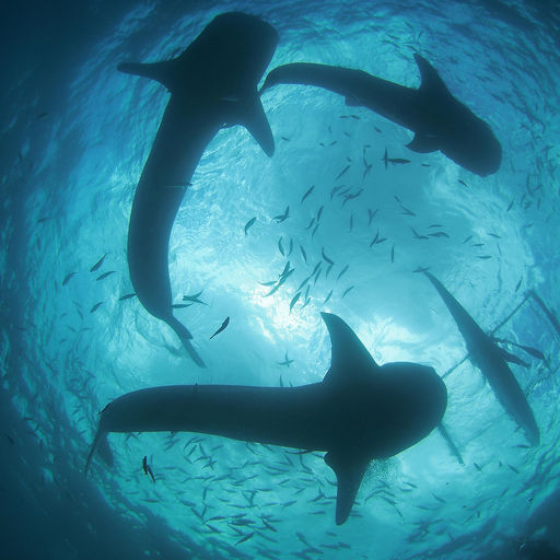 Animal Encounters in the Philippines