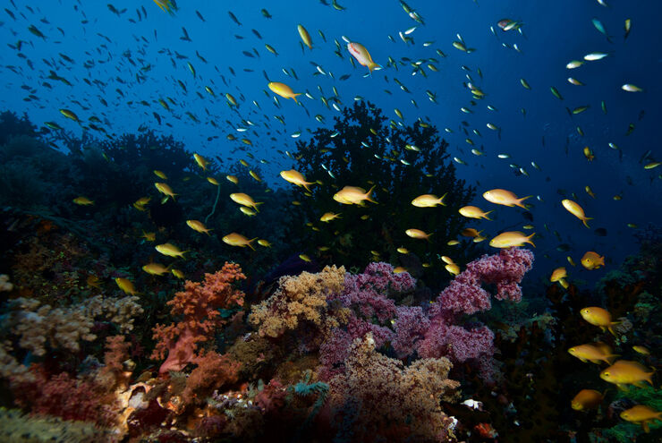 SCUBA diving in the Philippines