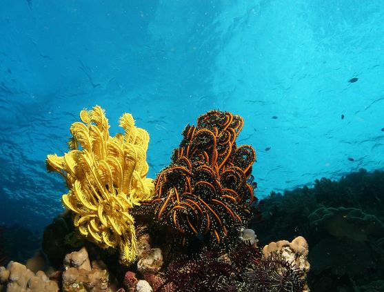 SCUBA diving in Papua New Guinea