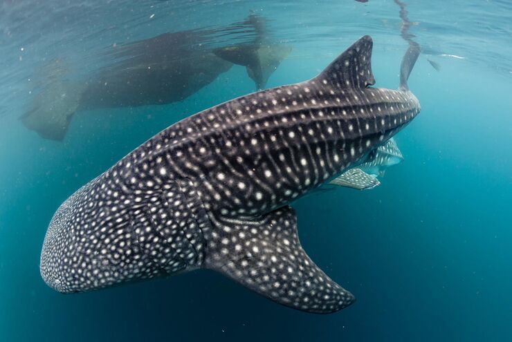 SCUBA diving in Papua New Guinea