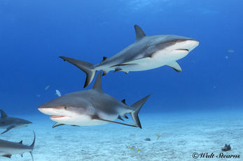 Reef Shark