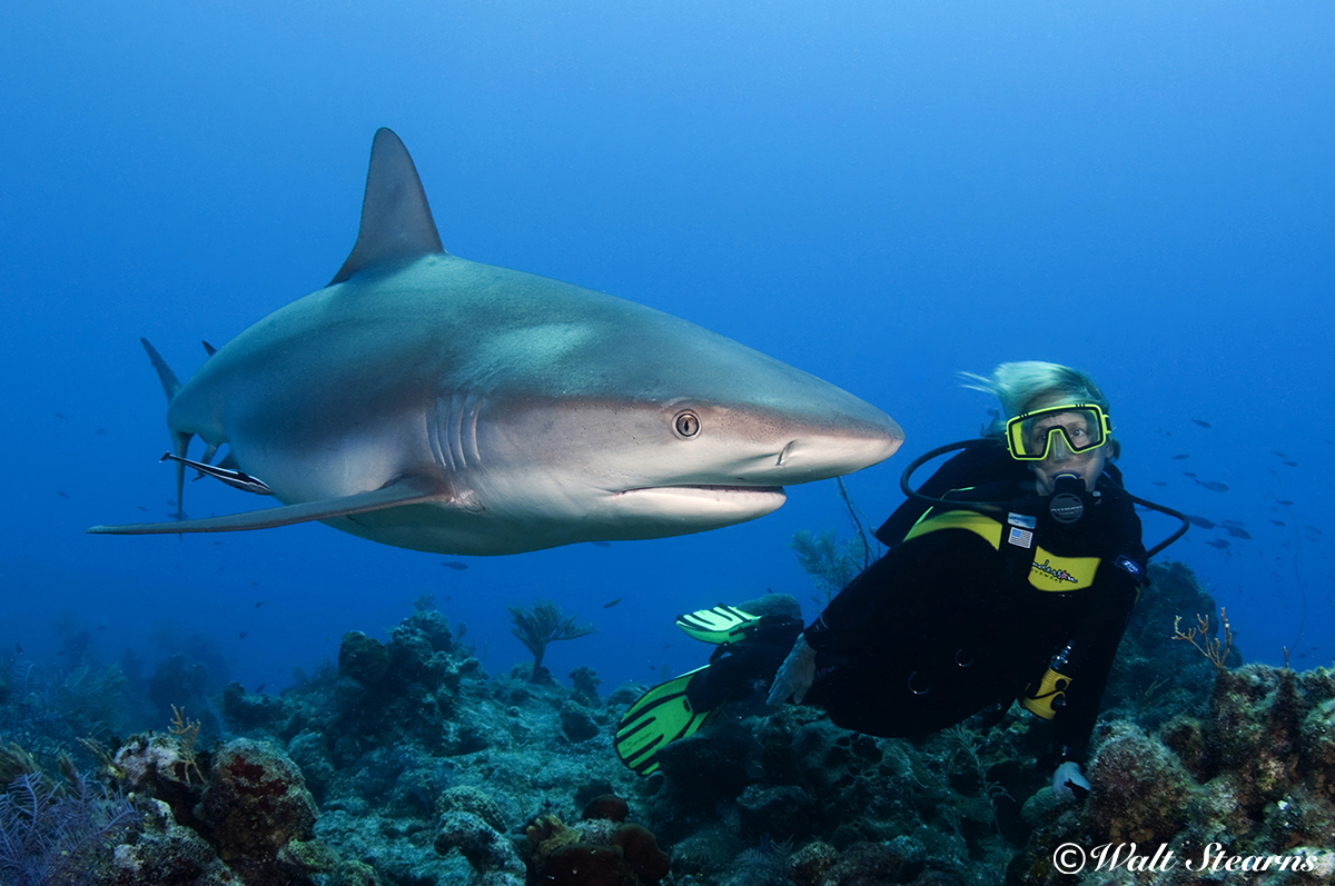 Gray Reefs