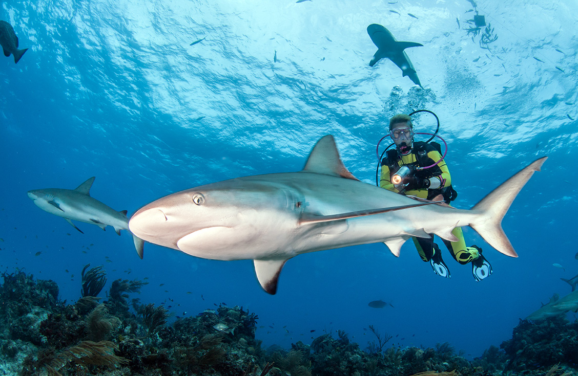 Reef Shark and Diver in the Bahamas