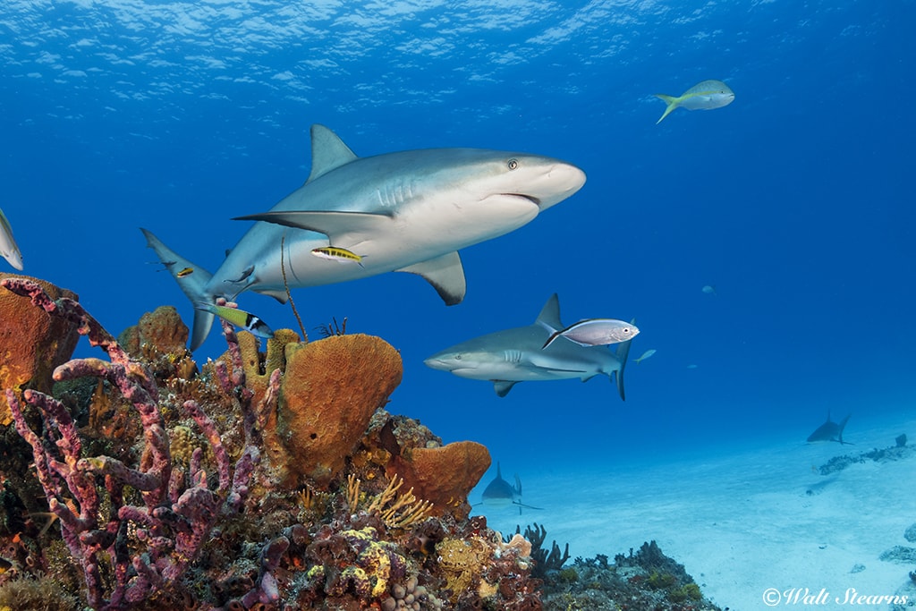 Reef Shark Reef Shark
