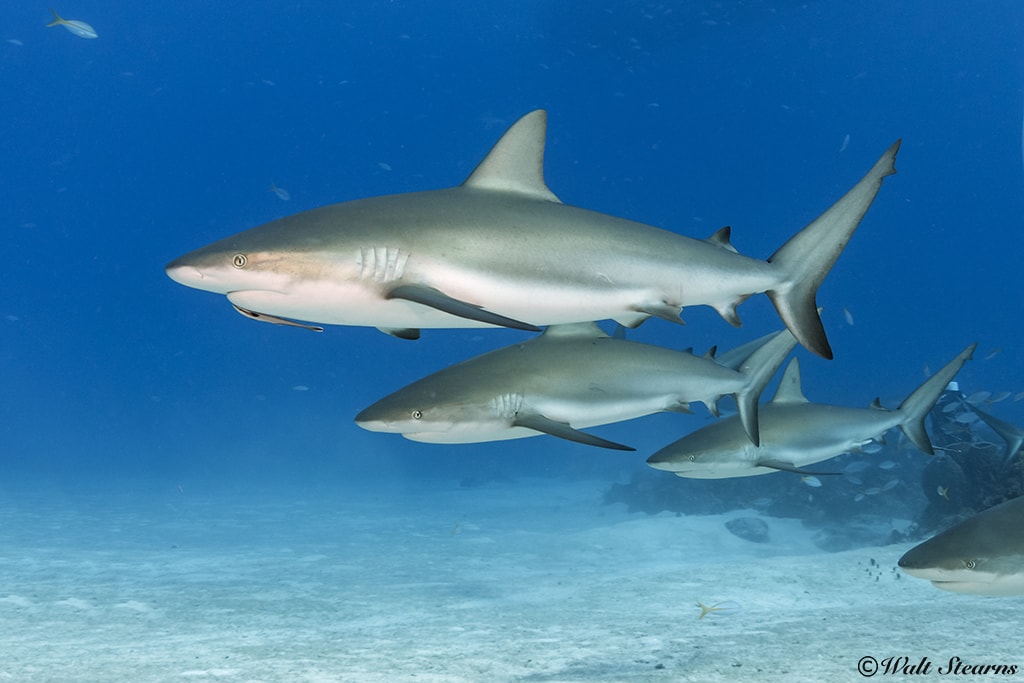 Reef Shark Reef Shark