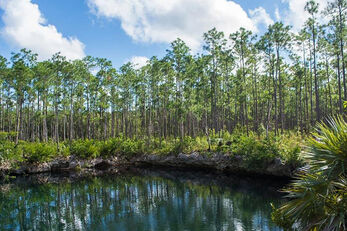 The forests of Andros surround inland blue holes.