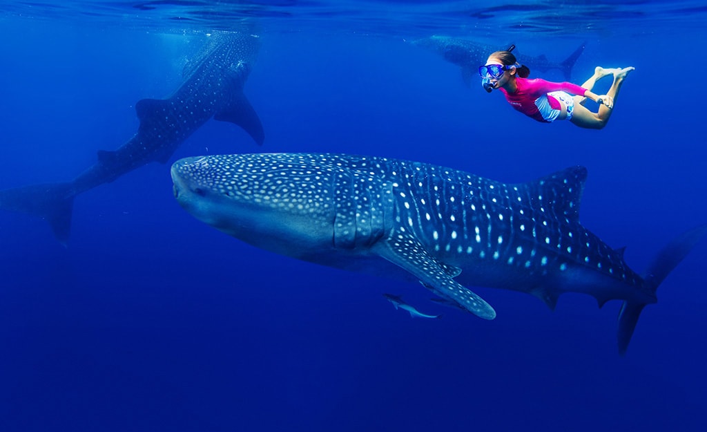 A signature adventure of Mexico's Rivera Maya is the chance to swim with whale sharks. A signature adventure of Mexico's Rivera Maya is the chance to swim with whale sharks.