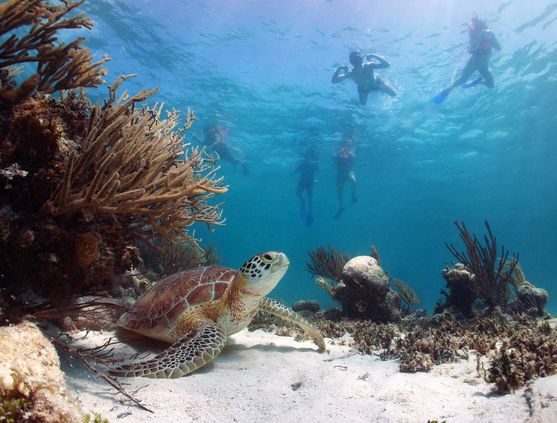 SCUBA diving in Riviera Maya, Mexico