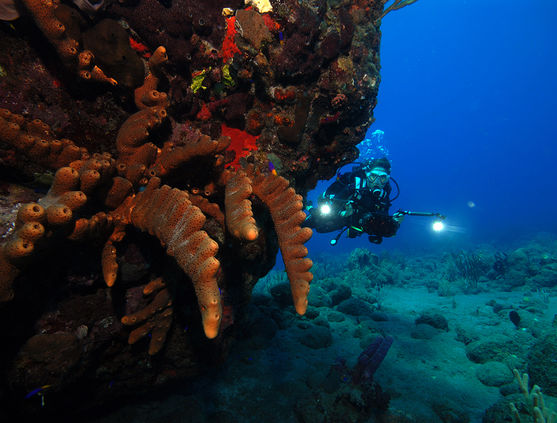 Diving in Saba