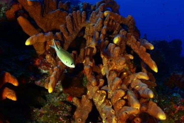 Diving in Saba