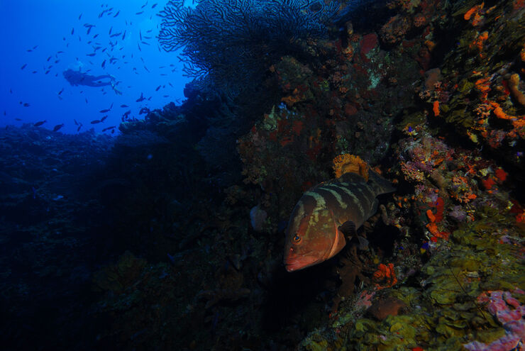 Diving in Saba