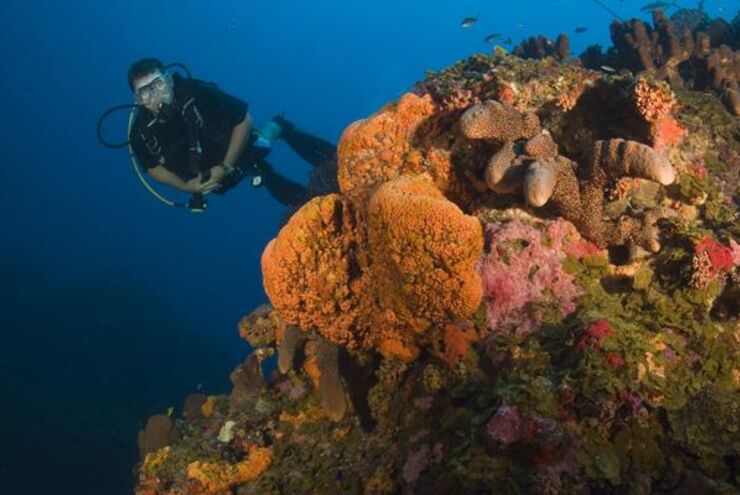 Diving in Saba