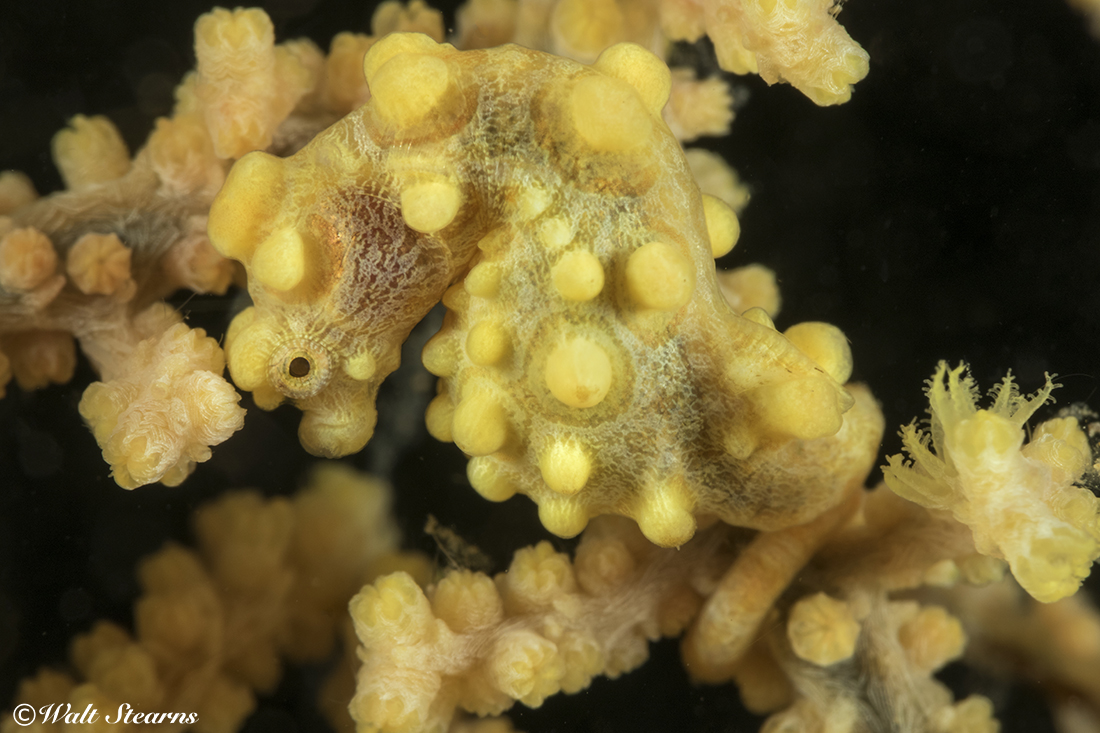 Seahorses have pigmentation cells that allow them to match the color and texture of their surroundings.