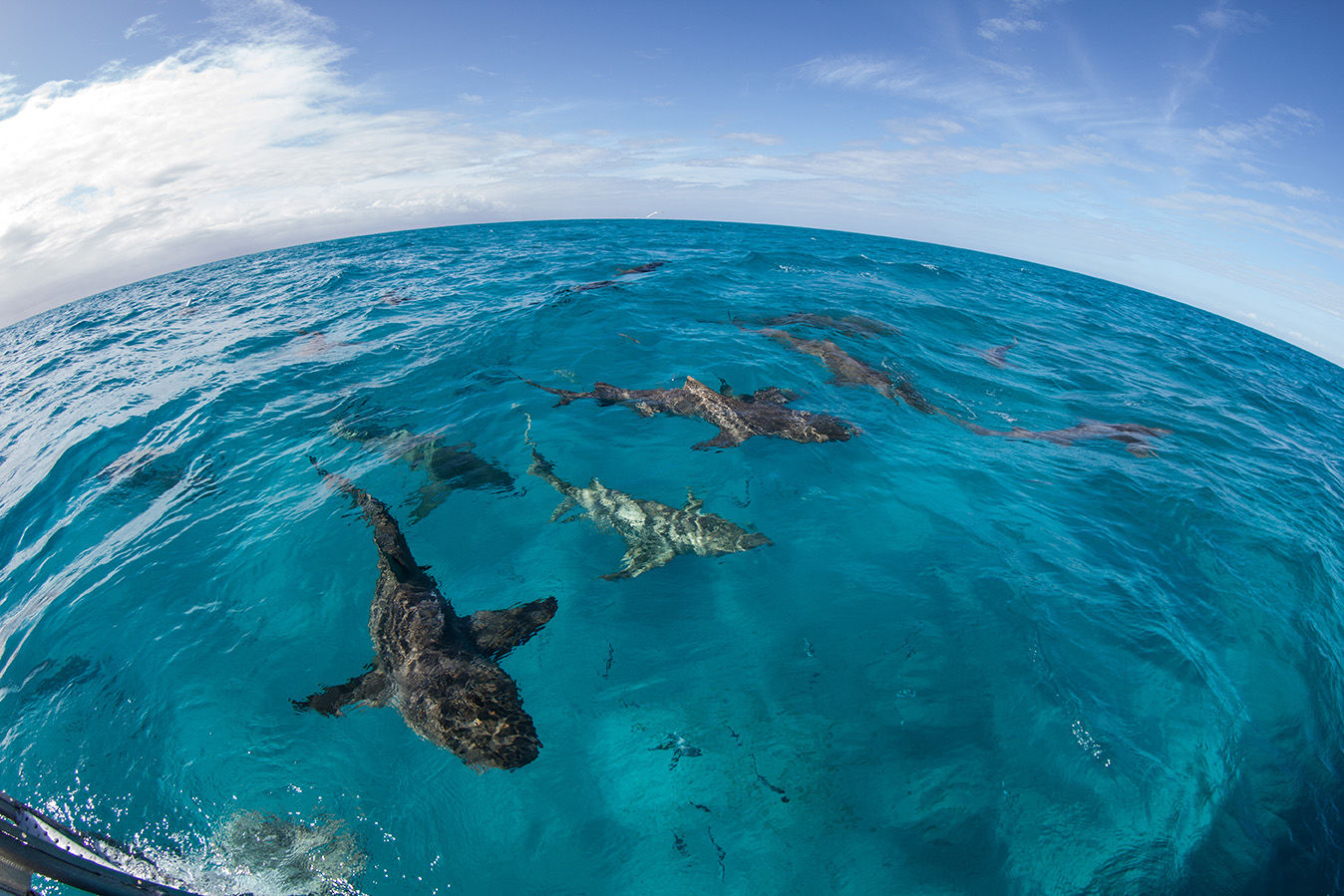 Sharks in the Bahamas