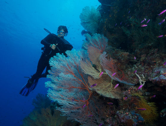 SCUBA diving in the Solomon Islands