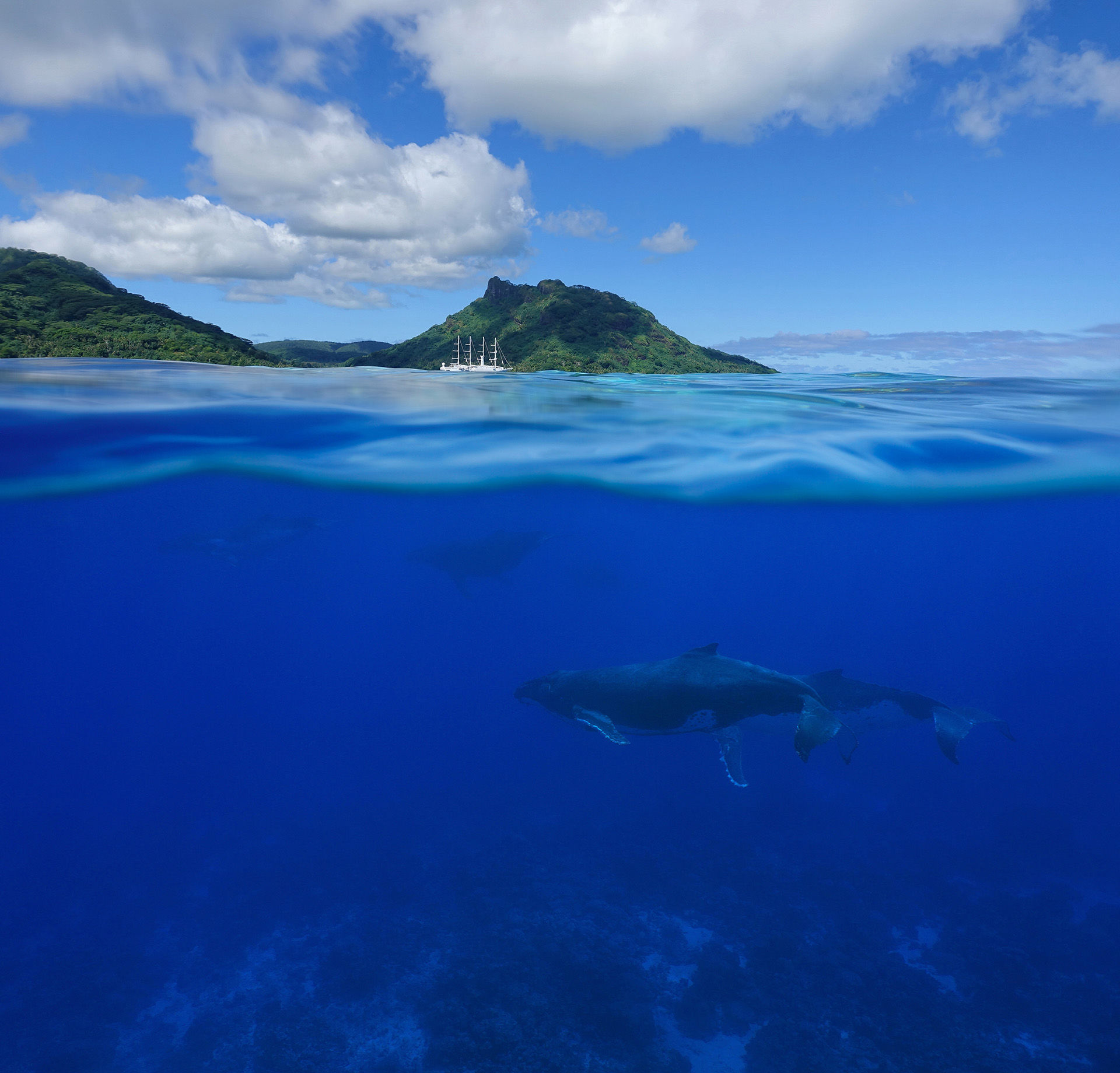Animal Encounters in Tahiti Animal Encounters in Tahiti