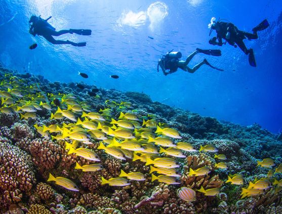 SCUBA diving in Tahiti