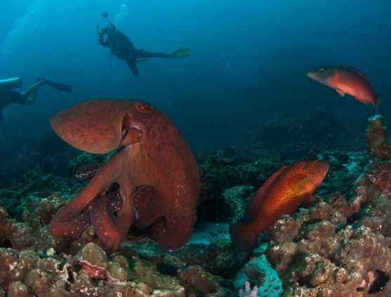 SCUBA diving in Thailand