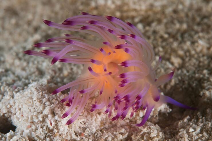SCUBA diving in Thailand