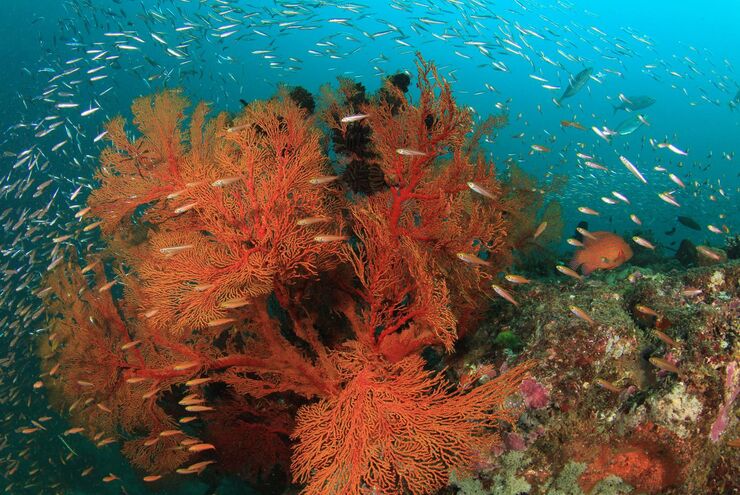 SCUBA diving in Thailand