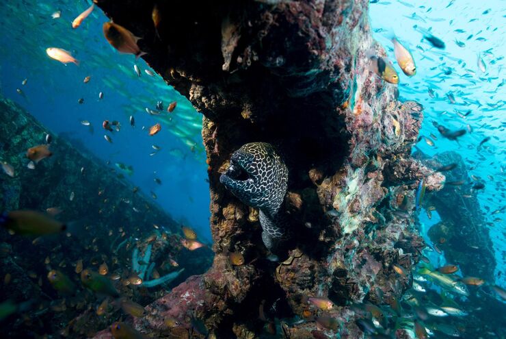 SCUBA diving in Thailand