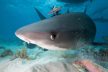 Tiger Shark