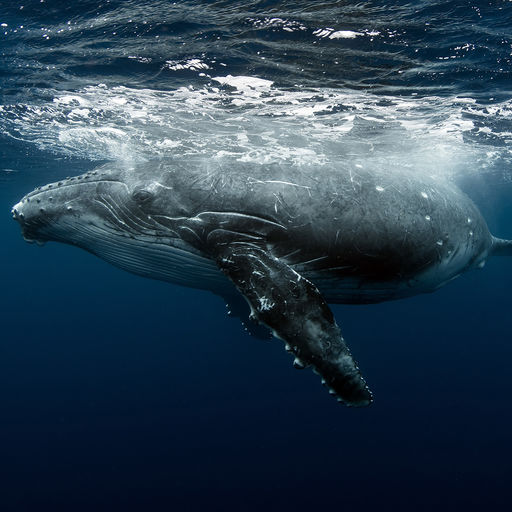 Humpback Whales in Tonga