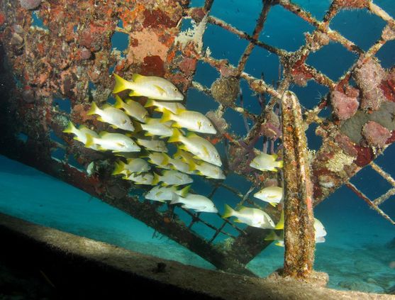 SCUBA diving in Turks and Caicos
