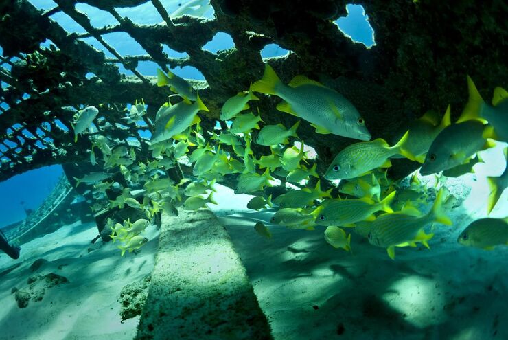 SCUBA diving in Turks and Caicos