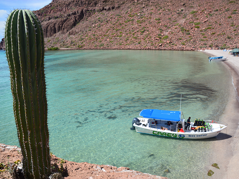 Buceo Carey dive boats make regular trips to Espíritu Santo Island.