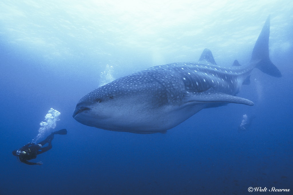 Whale Shark Whale Shark