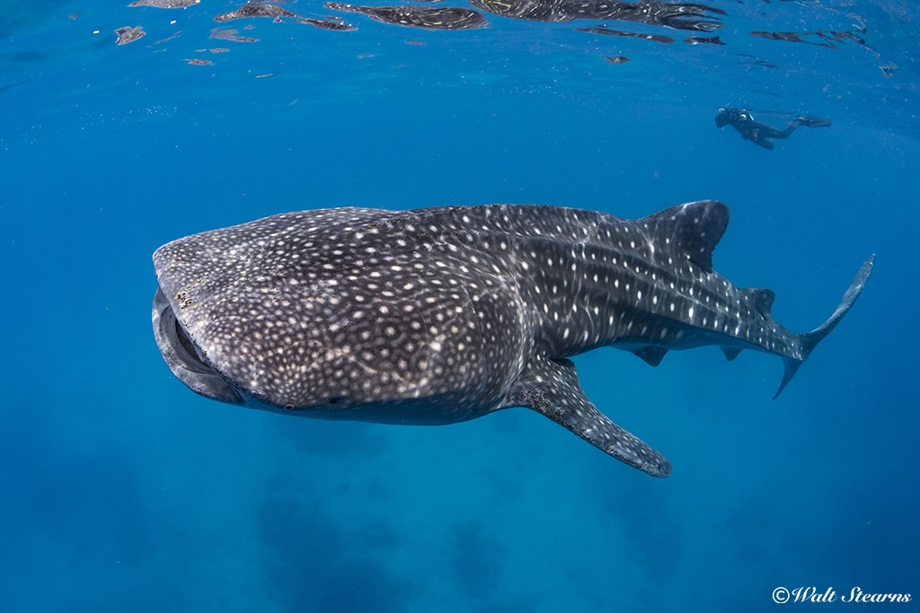 Whale Shark Whale Shark