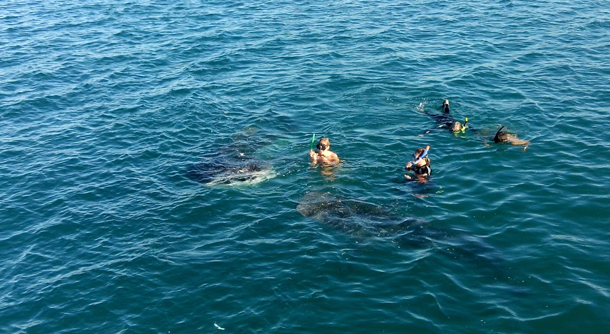 Snorkeling in Baja, Mexico