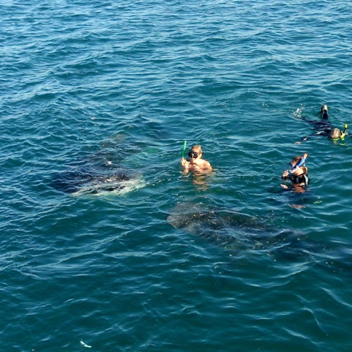 Snorkeling in Baja, Mexico
