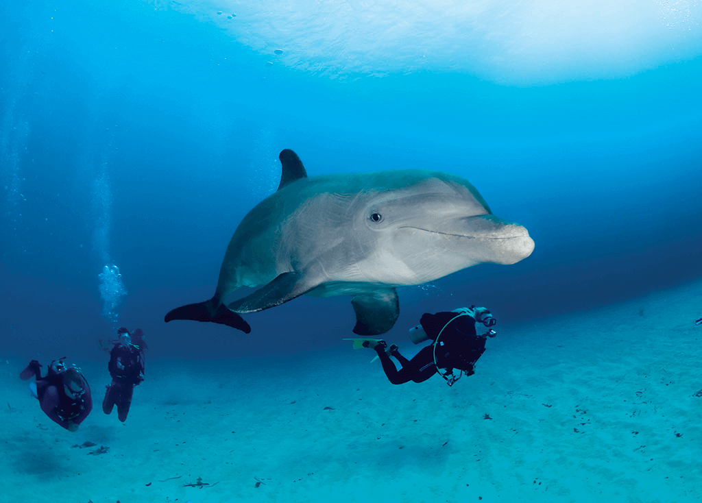On Belize's Ambergris Caye, beachfront dive resorts are just a short boat ride away from the barrier reef. On Belize's Ambergris Caye, beachfront dive resorts are just a short boat ride away from the barrier reef.