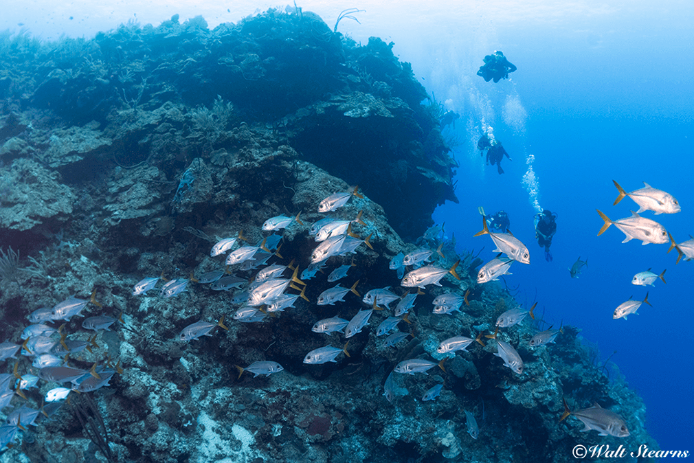 Divers hover on the edge of a Cayman Island wall that drops to depths of more than a mile. Divers hover on the edge of a Cayman Island wall that drops to depths of more than a mile.