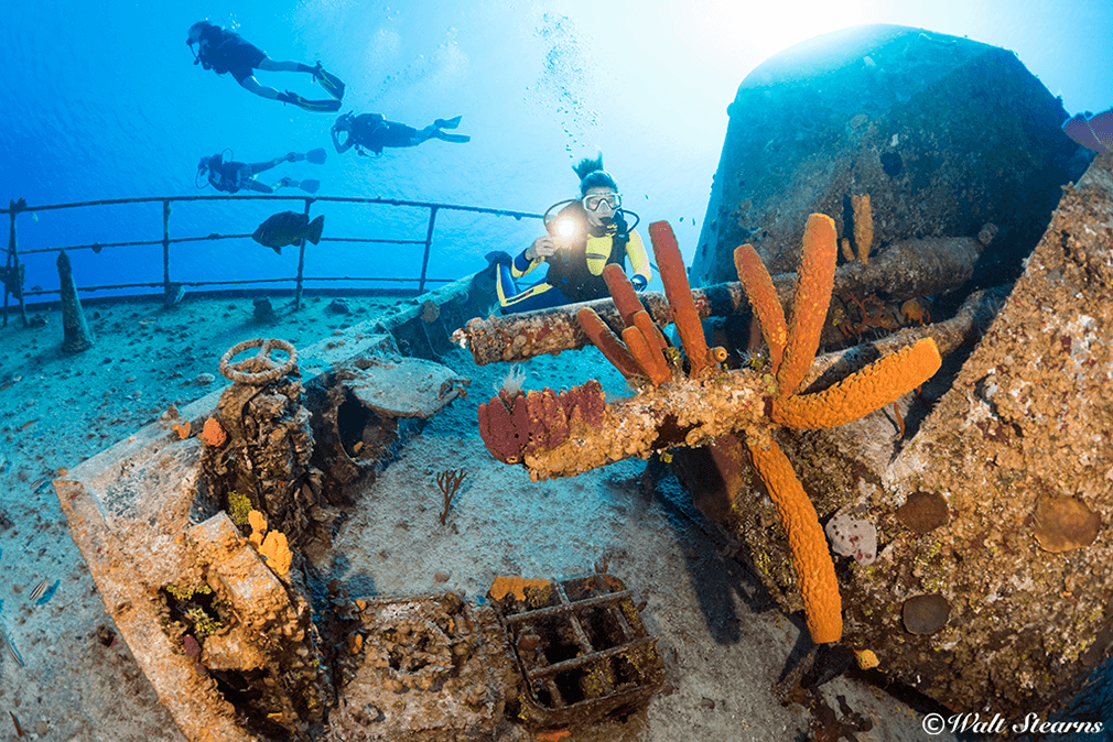 A colorful spray of sponges adorn the deck gun on the former Russian frigate now known as the MV Captain Keith Tibbetts. A colorful spray of sponges adorn the deck gun on the former Russian frigate now known as the MV Captain Keith Tibbetts.