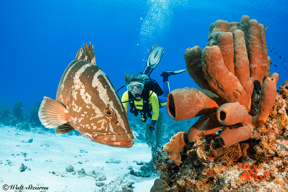 Thanks to their protected Nassau grouper are becoming a common sight in Cayman waters. Thanks to their protected Nassau grouper are becoming a common sight in Cayman waters.