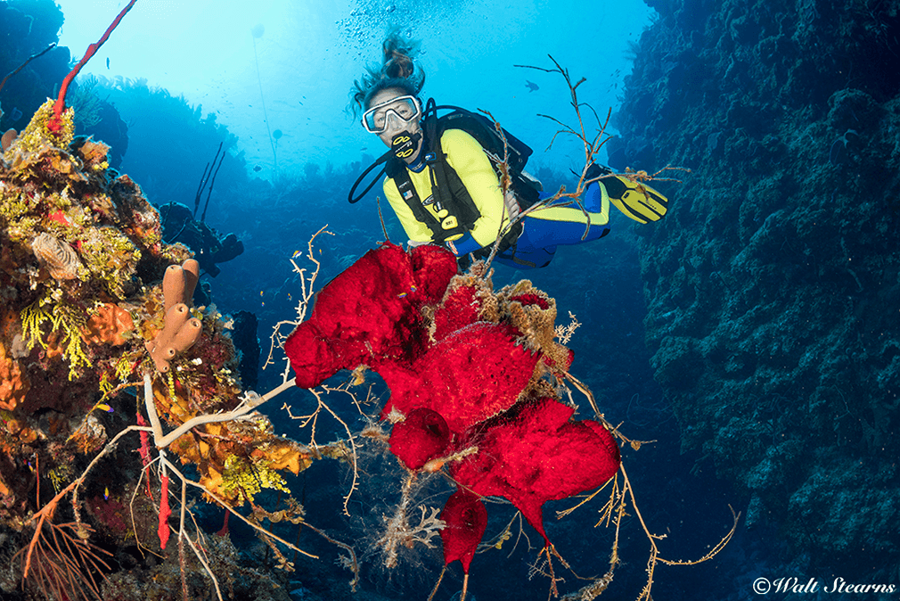 Sites along Grand Cayman's North Wall are known for colorful sponge growth and tall pinnacles that jut from beyond the face of the wall. Sites along Grand Cayman's North Wall are known for colorful sponge growth and tall pinnacles that jut from beyond the face of the wall.