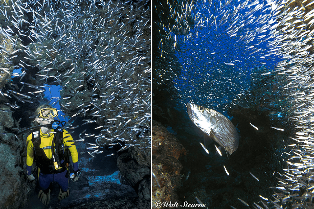 Divers and tarpon often come face-to-face in the grottoes and chasms of East End dive sites. Divers and tarpon often come face-to-face in the grottoes and chasms of East End dive sites.
