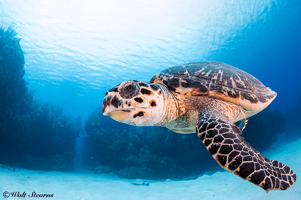 Turtles are just one of the more than 500 species of marine life that are found in the waters of the Cayman Islands. Turtles are just one of the more than 500 species of marine life that are found in the waters of the Cayman Islands.