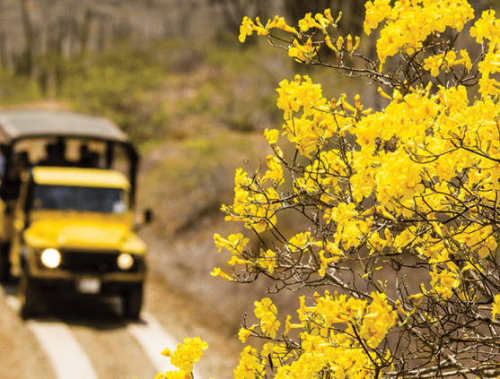 Offroading in Aruba