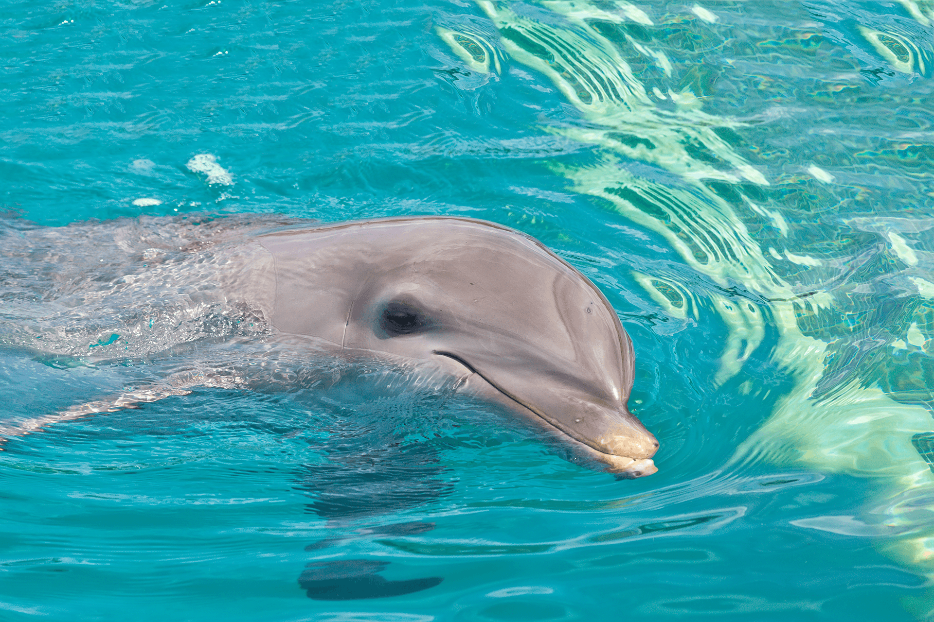 Animal Encounters in St. Lucia